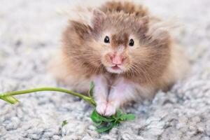 Funny fluffy Syrian hamster eats a green branch of clover, stuffs his cheeks. Food for a pet rodent, vitamins. Close-up photo