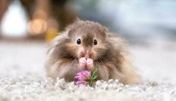 Funny fluffy Syrian hamster eats a green branch of clover, stuffs his cheeks. Food for a pet rodent, vitamins. Close-up photo
