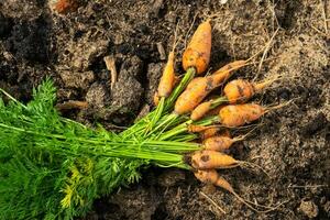 Harvested carrot crop with the tops on the bed in the hands of a farmer. Copy space. Harvest festival, gifts of autumn, cultivation of eco-friendly products photo