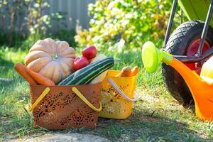 Harvesting vegetables in the garden, pumpkin, zucchini, tomatoes, carrots in a basket next to a watering can and a garden cart. Harvest festival, gifts of autumn, cultivation of eco-friendly products photo