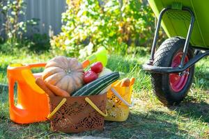 Harvesting vegetables in the garden, pumpkin, zucchini, tomatoes, carrots in a basket next to a watering can and a garden cart. Harvest festival, gifts of autumn, cultivation of eco-friendly products photo