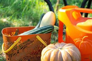 cosecha vegetales en el jardín, calabaza, calabacín, Tomates, zanahorias en un cesta siguiente a un riego lata y un jardín carro. cosecha festival, regalos de otoño, cultivo de Respetuoso del medio ambiente productos foto