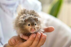 Funny fluffy curious Syrian hamster sitting in the arms of a child. Domestic tamed pet, manual,. Close-up, copy space photo