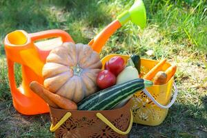 Harvesting vegetables in the garden, pumpkin, zucchini, tomatoes, carrots in a basket next to a watering can and a garden cart. Harvest festival, gifts of autumn, cultivation of eco-friendly products photo