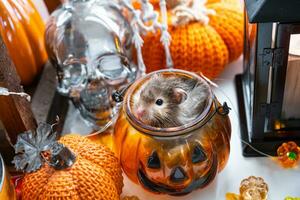 Funny shaggy fluffy hamster sits inside a pumpkin in the cut-out round hole and chews pumpkin in a Halloween decor among garlands, lanterns, candles. Harvest Festival photo