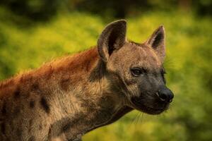 close up head of spot hyena with hunter eyes looking photo
