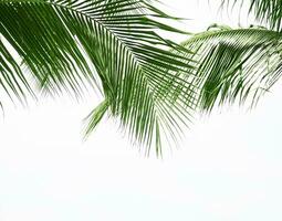 Coconut palm leaf isolated on white background photo
