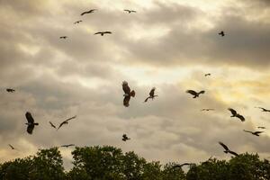 flock of Brahminy kite, Red-backed sea-eagle in mangrove forest thailand photo