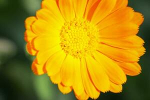 Amazing yellow flower with petals and pollen, macro photo