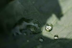 Beautiful drop of water on a green leaf, close-up. Nature concept photo