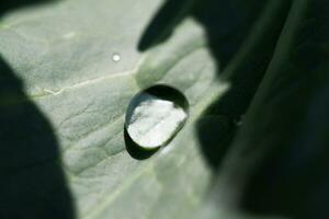 drop of water on a green leaf, macro. Nature concept photo