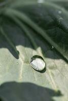 Green cabbage leaf with a drop of water, close-up. Nature concept photo