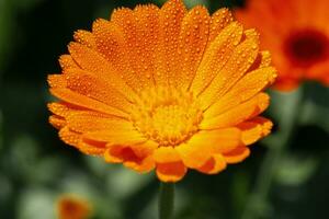 Beautiful orange flower with drops in the garden, close-up photo