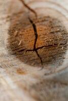 Sawed tree with a crack and rings, close-up photo