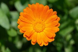 Orange spring flower, top view photo