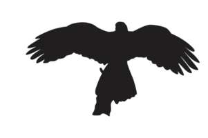 Pose Of Eagle Silhouette With Transparent Background png