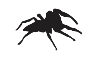 Tier-Insekt-Spinne Silhouette Muster Hintergrund png