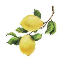 Lemons are yellow, juicy, ripe with green leaves, flower buds on the branches, whole and slices. Watercolor, hand drawn botanical illustration. Isolated object on a white background vector