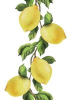 Lemons are yellow, juicy, ripe with green leaves on the branches, whole. Watercolor, hand drawn botanical illustration. Seamless border on a white background vector