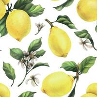 Lemons are yellow, juicy, ripe with green leaves, flower buds on the branches, whole and slices. Watercolor, hand drawn botanical illustration. Seamless pattern on a white background. vector