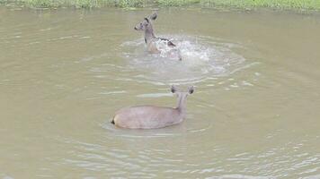 wild Sambar Hirsch schwimmen im fließend Bach beim khao yai National Park Thailand video