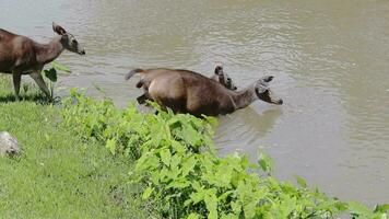 wild sambar hert in khao yai nationaal park Thailand video