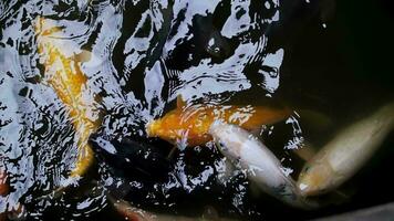 big carp in the water, slow motion video