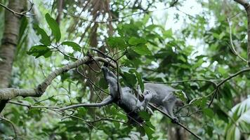 monkeys climb trees, jumping from branch to branch video