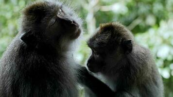 monkeys brush each other's hair video