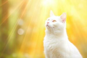 Close-up of cute cat gazing at something with beautiful bokeh background, Generative AI photo