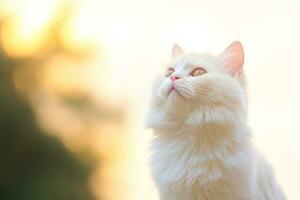 Close-up of cute cat gazing at something with beautiful bokeh background, Generative AI photo