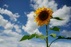 Bright yellow sunflower on blue sky background. photo