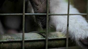 monkey in a cage, monkey hand close-up video