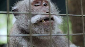 triste singe dans une cage video