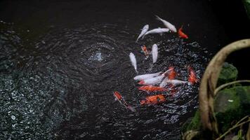 Karpfen schwimmen im Wasser schleppend Bewegung Video