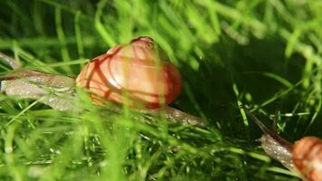 An adult snail crawls in front of a young snail crawls behind on the grass. video