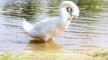 un cisne en el agua en el apuntalar enfermedad de buzo sus cuello y limpia sí mismo. video