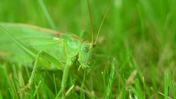 el verde saltamontes gatea en el verde césped a detener y moscas lejos. video