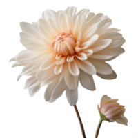 krysantemum blomma png krysantemum png blomma png skön blomma png krysantemum blomma transparent bakgrund ai genererad