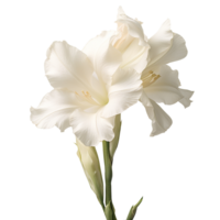 Gladiolus flower png Gladiolus png flower png iris family flower png beautiful flower png Gladiolus flower transparent background Ai Generated