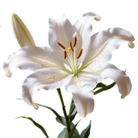 Lily flower png Lily png flower png beautiful flower png Lily flower transparent background Ai Generated