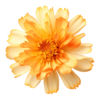 maravilla flor png maravilla png flor png hermosa flor png maravilla flor transparente antecedentes ai generado