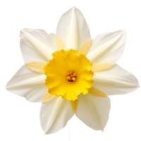 Daffodil flower png Daffodil png flower png beautiful flower png Daffodil flower transparent background Ai Generated