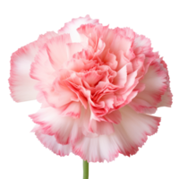 Carnation flower png Carnation png flower png Carnation flowers png Carnations png Carnation flower transparent background, AI Generated