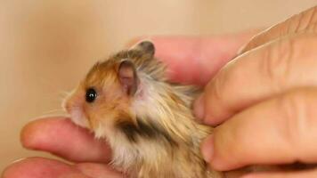 een pluizig hamster zit Aan de palm van een persoon. een man's hand- is strelen hamster video