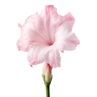 gladiolen bloem PNG gladiolen PNG bloem PNG iris familie bloem PNG mooi bloem PNG gladiolen bloem transparant achtergrond ai gegenereerd