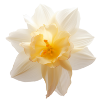 gele narcis bloem PNG gele narcis PNG bloem PNG mooi bloem PNG gele narcis bloem transparant achtergrond ai gegenereerd