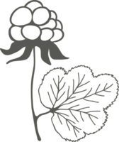 Cloudberry plant silhouette, leaf and berry black outline drawing png