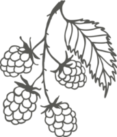 Blackberry branch silhouette with berries and leaf, sketch drawing with black outline png