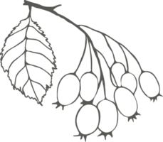 Branch with hawthorn berries and leaf, black outline drawing silhouette png